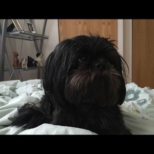 Meet your Posher, Mila